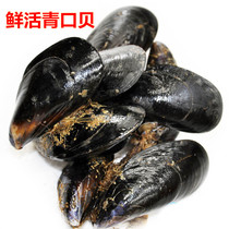 Seafood Fresh Mussels Fresh Haihong Wild Mussels Mussels Premium Haizhen Zinc shellfish Aquatic Products 500g