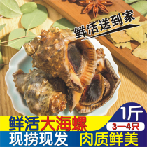 Chongqing gourmet conch Fresh sea snail Fresh super sea snail Fresh fresh fresh seafood Aquatic shellfish
