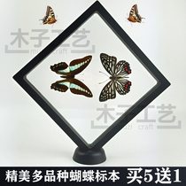 Butterfly specimen insect frame citrus fengfeng butterfly collection birthday wedding gift