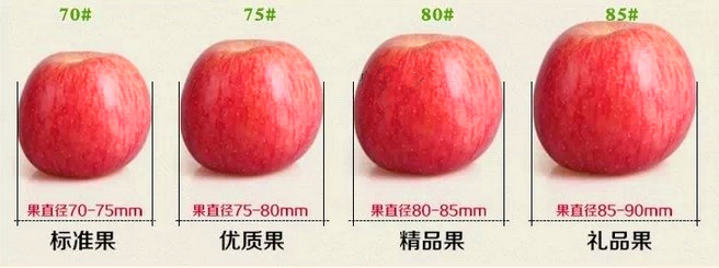 陕西白水有机美牌新鲜水果苹果国家认证4粒约2斤非洛川栖霞苹.