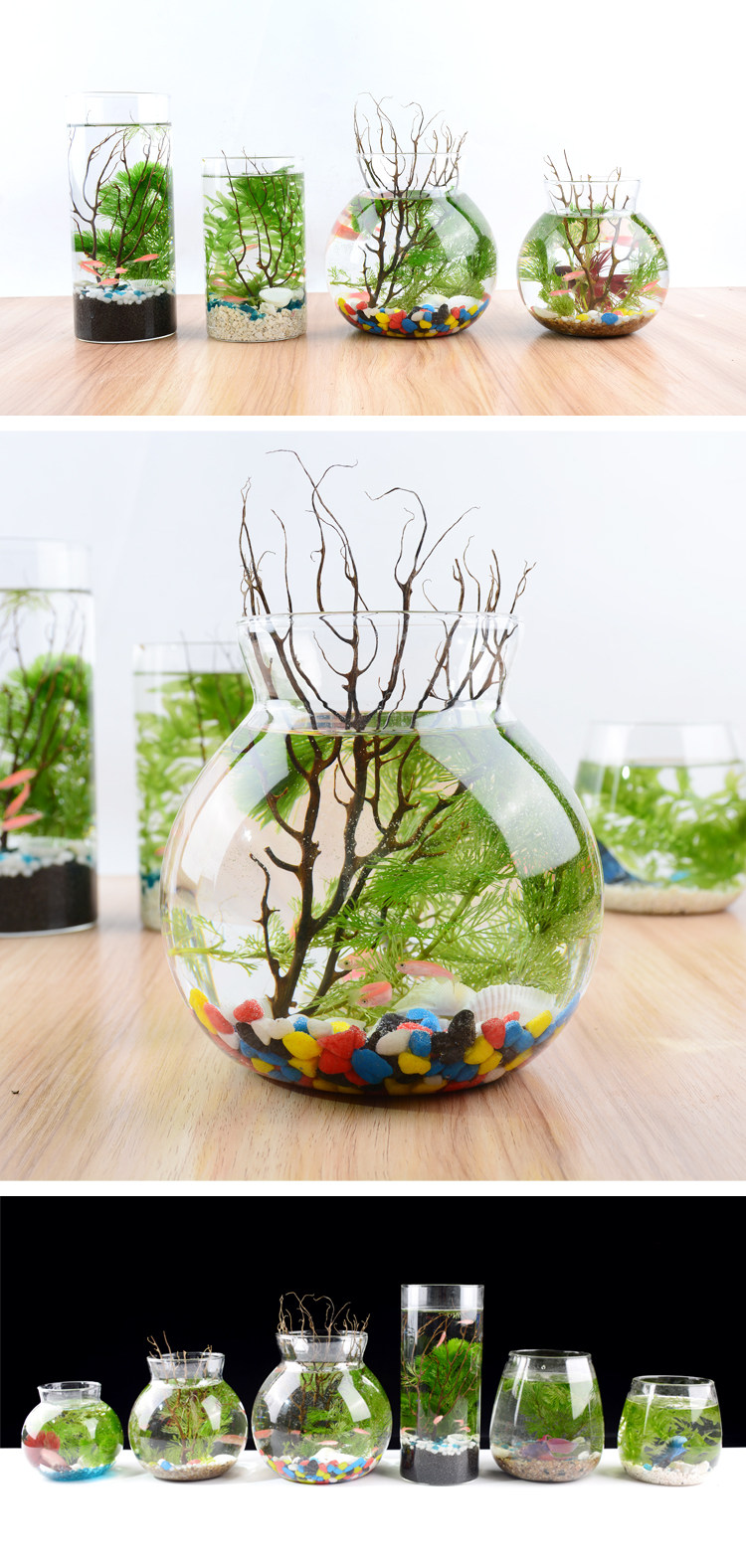 生态瓶鱼微景观小鱼活体免换水族免打理活体斗鱼缸桌面迷你微景观