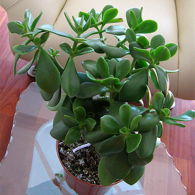 办公室家居必备盆栽植物 玉树盆栽苗 盆景 净化空气 多肉 燕子掌