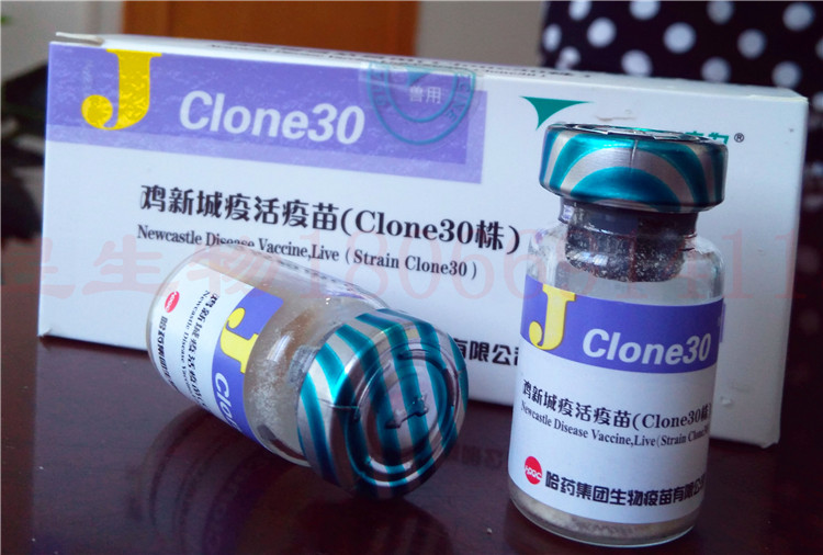 哈药集团 鸡新城疫活疫苗 clone30株