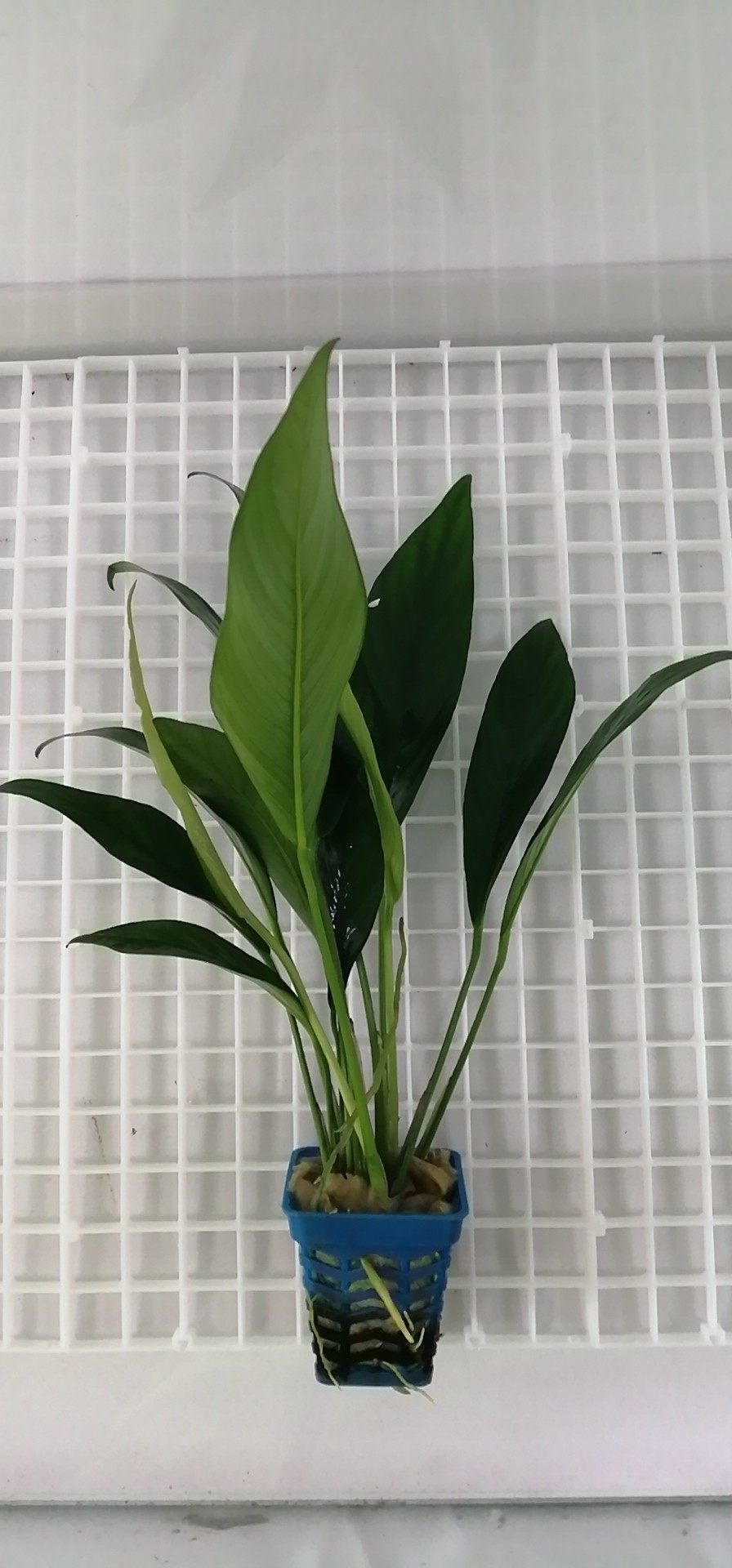 带根水草水榕咖啡榕小巴尖叶榕燕尾榕山剑榕瓦里斯榕红波anubias