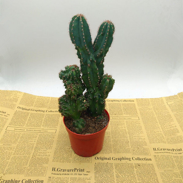 仙人山虎头罗汉山影拳 仙人掌类沙生多肉植物虎头山影盆栽麒麟花