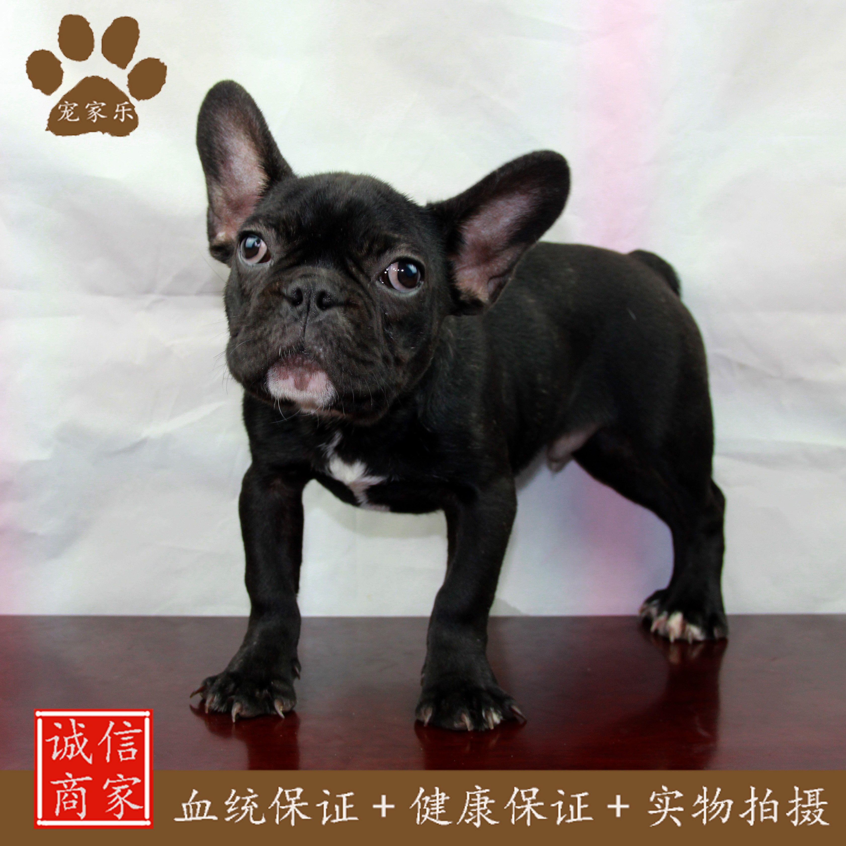 宠家乐家养纯种活体幼犬黑色法国斗牛士短毛中型犬家庭犬宠物狗狗