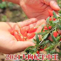 Ningxia wolfberry super first stubble bulk disposable red grain large grain structure dry Dipper tea male kidney structure 500g