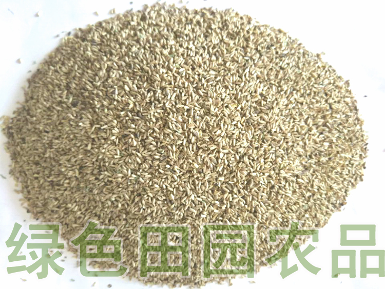 东北农家菜园苦苣种子散装精选 阳台盆栽庭院种植 四季苦苣籽50g