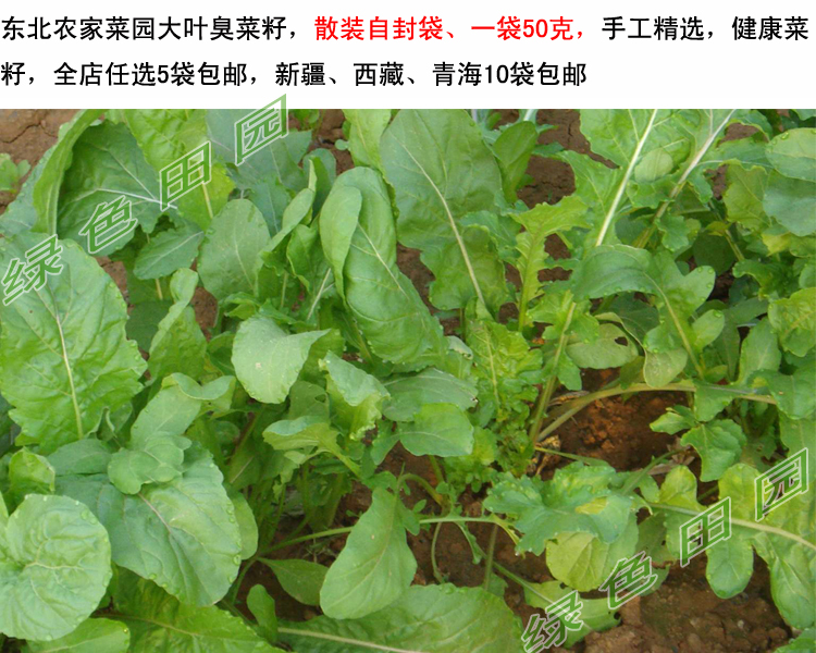 东北农家菜园臭菜种子籽 散装精选老品种 阳台庭院 大叶臭菜籽50g