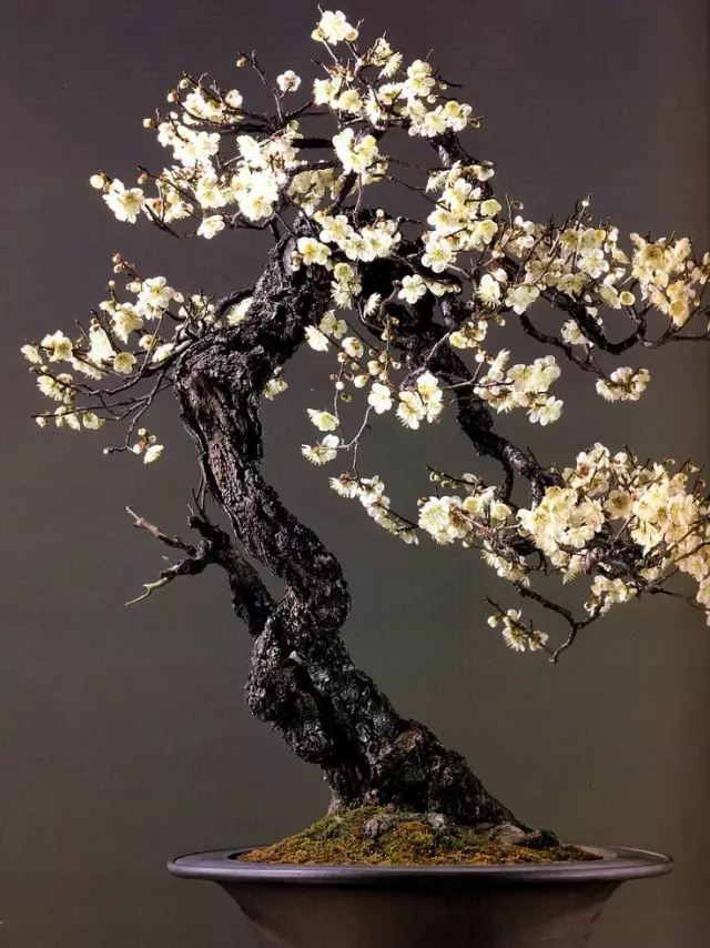 造家季#顶级盆景,美得无与伦比!