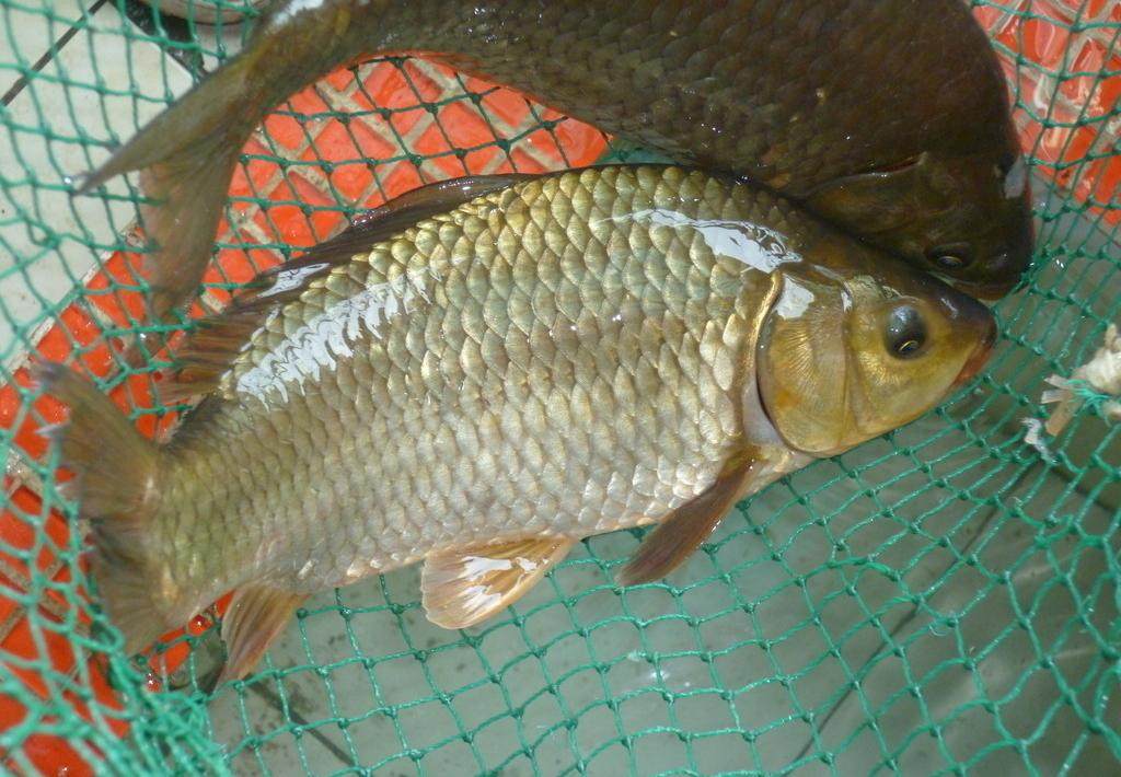 滑口鱼其实没有想象中的这么难钓