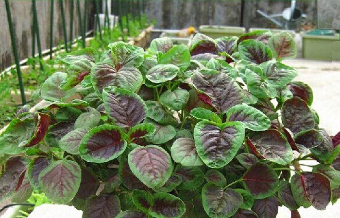 庭院阳台盆栽 蔬菜种子 四季青苋菜 紫苋菜种子100粒装 易种耐热