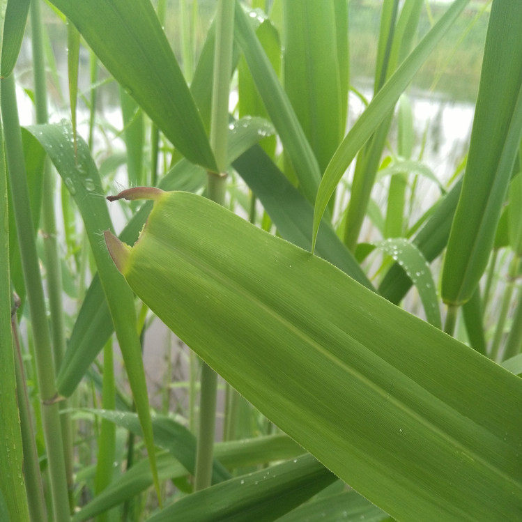 各地粽飘香,独爱家乡芦苇叶