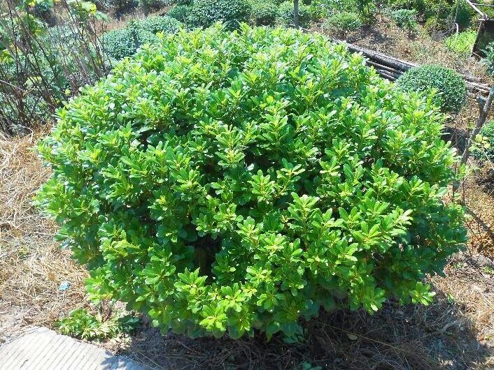庭院绿化树苗 绿篱笆 植物围墙海桐树苗 四季常青气味芳香驱蚊虫