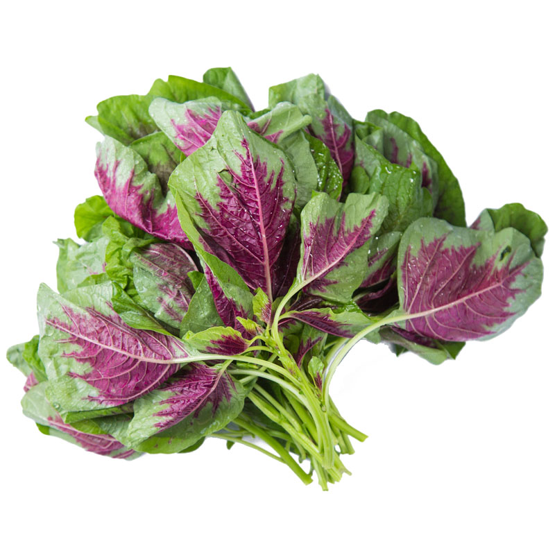 一点红苋菜种子野生菜农家菜四季野菜春夏季秋冬青菜种籽蔬菜种孑