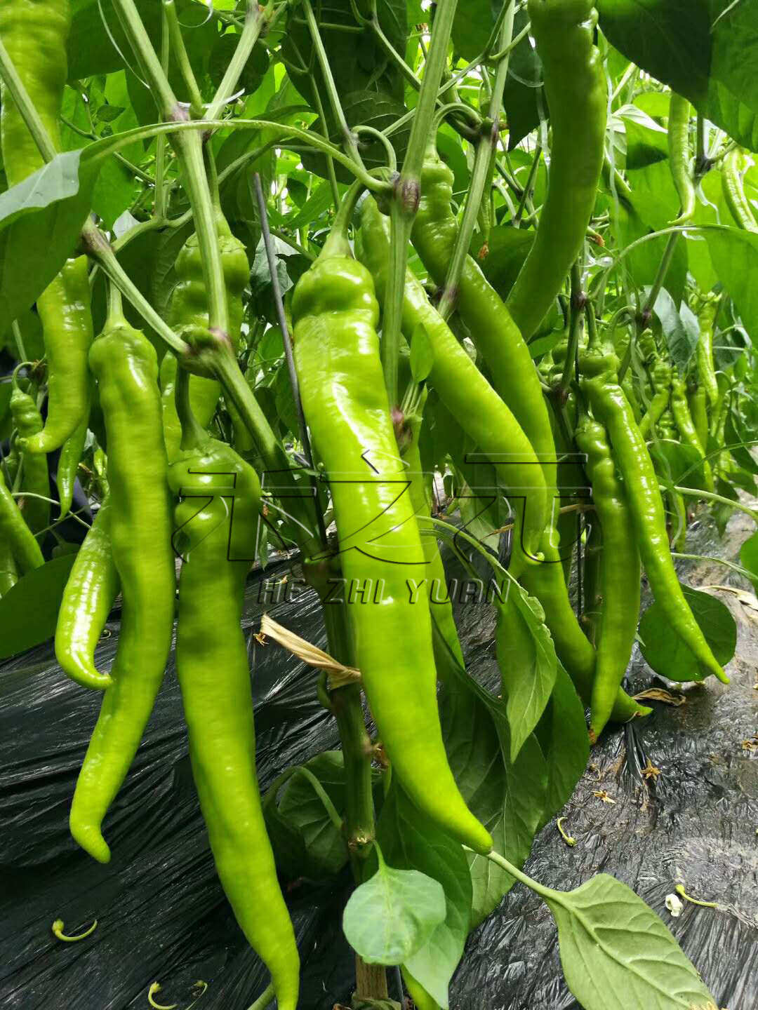 日本坂田井野辣椒种子耐低温 高产 抗病毒疫病栽培羊角椒r
