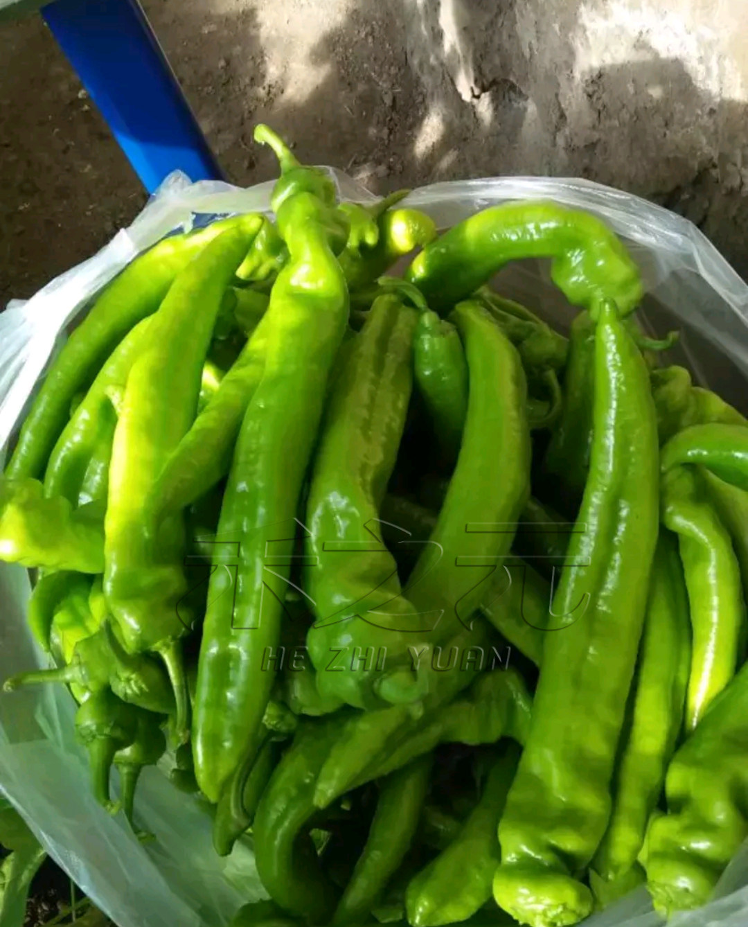 日本坂田井野辣椒种子耐低温 高产 抗病毒疫病栽培羊角椒r