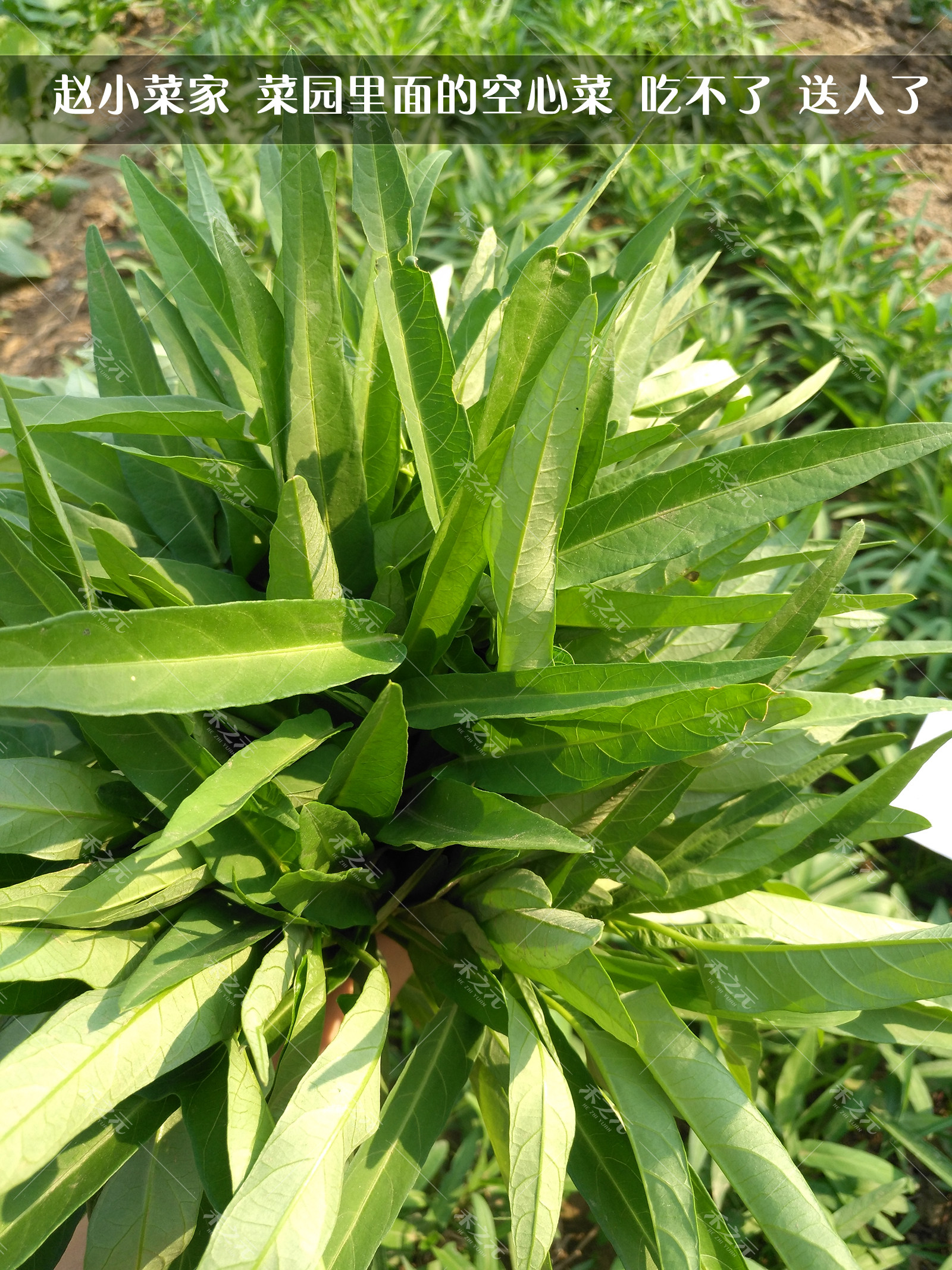 【柳叶空心菜种子】青骨青菜 周期短 栽培容易 四季种 生长快r