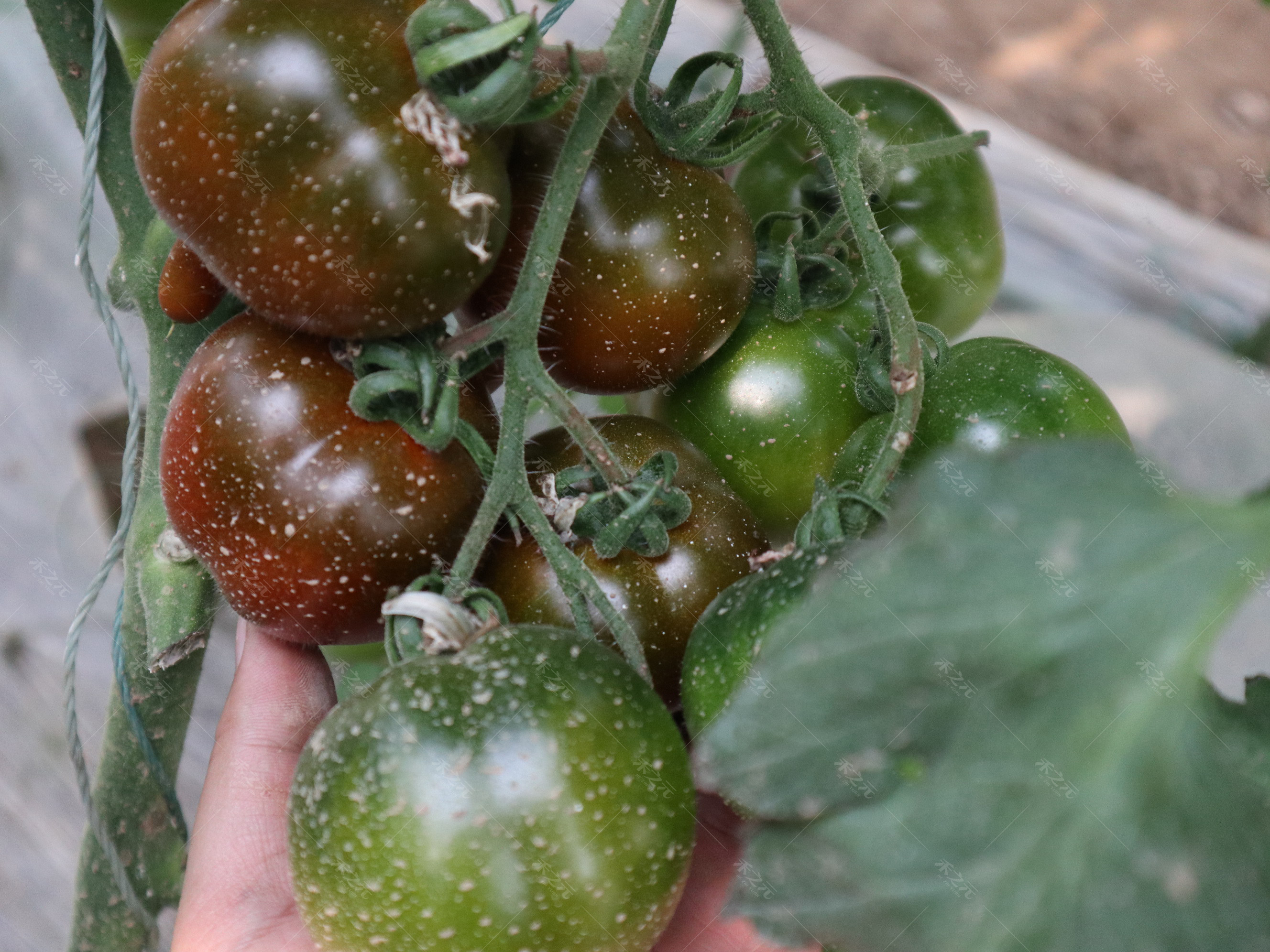 紫桃番茄种子 紫黑西红柿 四季 花青素 盆栽 露天超甜高产四季