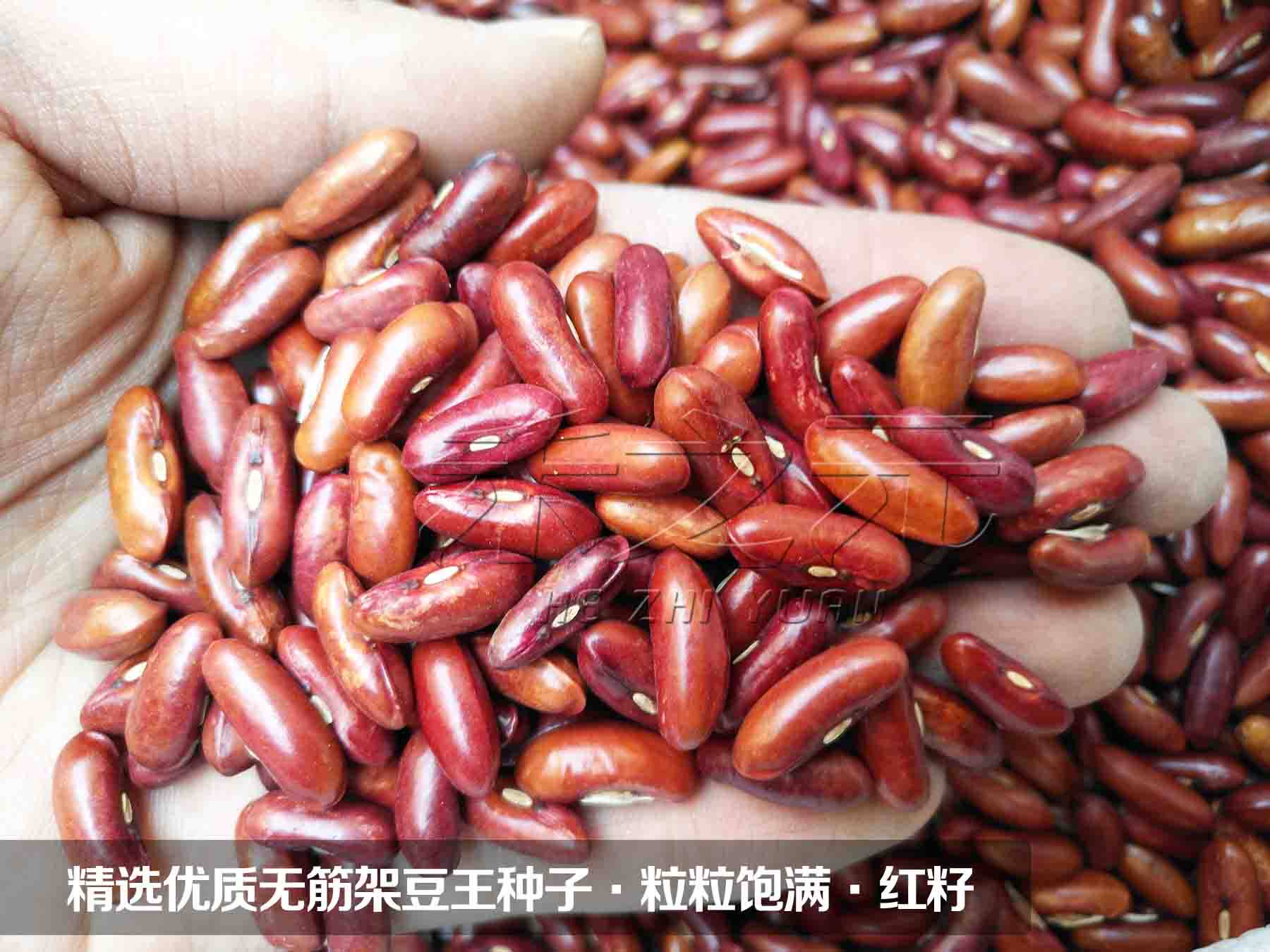 寿光蔬菜种子 正宗泰国架豆王 特长芸豆种子菜豆不搭架 四季r