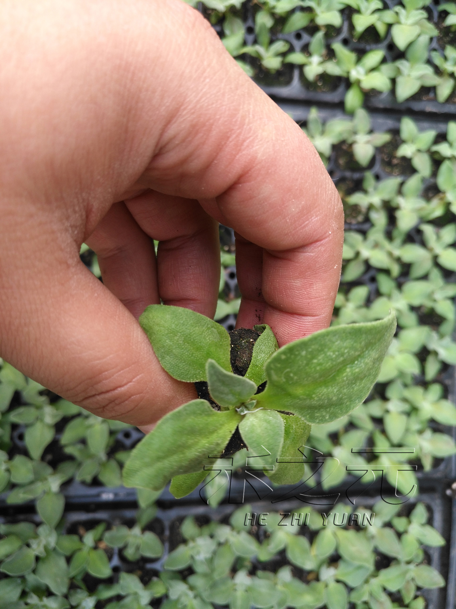 冰菜种子春夏秋阳台盆栽新鲜蔬菜种子冰草苗四季青菜种籽蔬菜种孑