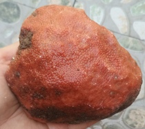 Ning Qiang Red Yellow Coral Coral jade Jade Snow Flower Veins Original Stone Collection Boutique can carve low-priced special price to play the piece LW