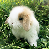 Lop-eared rabbit Live pet rabbit Live cat rabbit dwarf rabbit Live pet rabbit Mini long young rabbit
