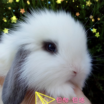 Rabbit live pet rabbit Mini pygmy rabbit lop rabbit live cover face cat cat Rabbit daughter lover gift pack Live