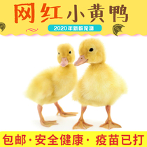 Net celebrity Cole duck Little Yellow duck Pet duck live domestic mandarin duck duck Little yellow duck cub pure live small