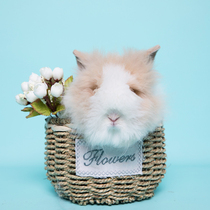 Pet rabbit live gray and white cover face cat cat rabbit Angora rabbit Lop rabbit Purebred dwarf rabbit Live