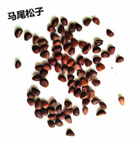 Squirrel pine nuts Golden Flower Squirrel Grain Wild Nutty Demon King Snacks Food Pine 100g