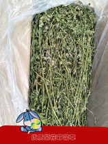 Alfalfa grass rabbit rabbit grain rabbit hay Chinchilla eat forage feed guinea pig Dutch pig grain