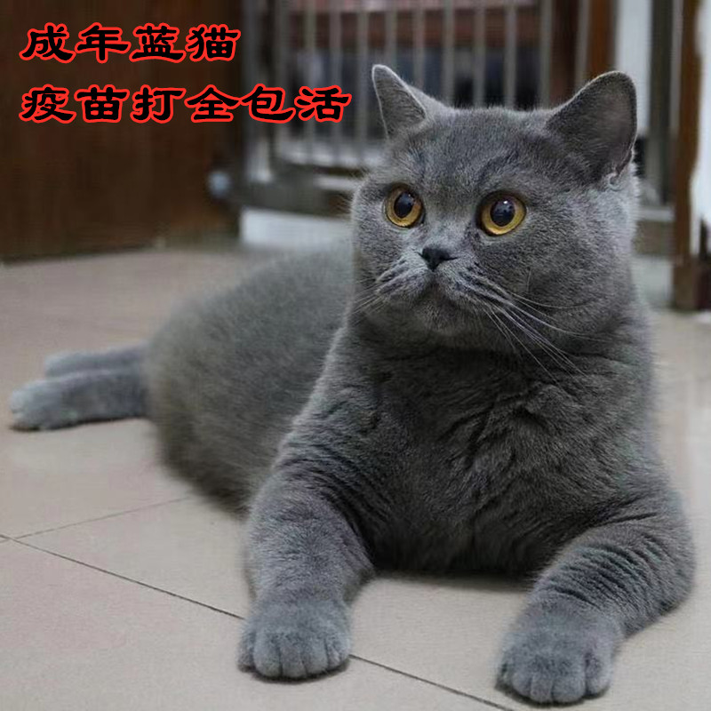 出售成年蓝猫活体大猫英短纯蓝老猫英短猫成年疫苗齐全