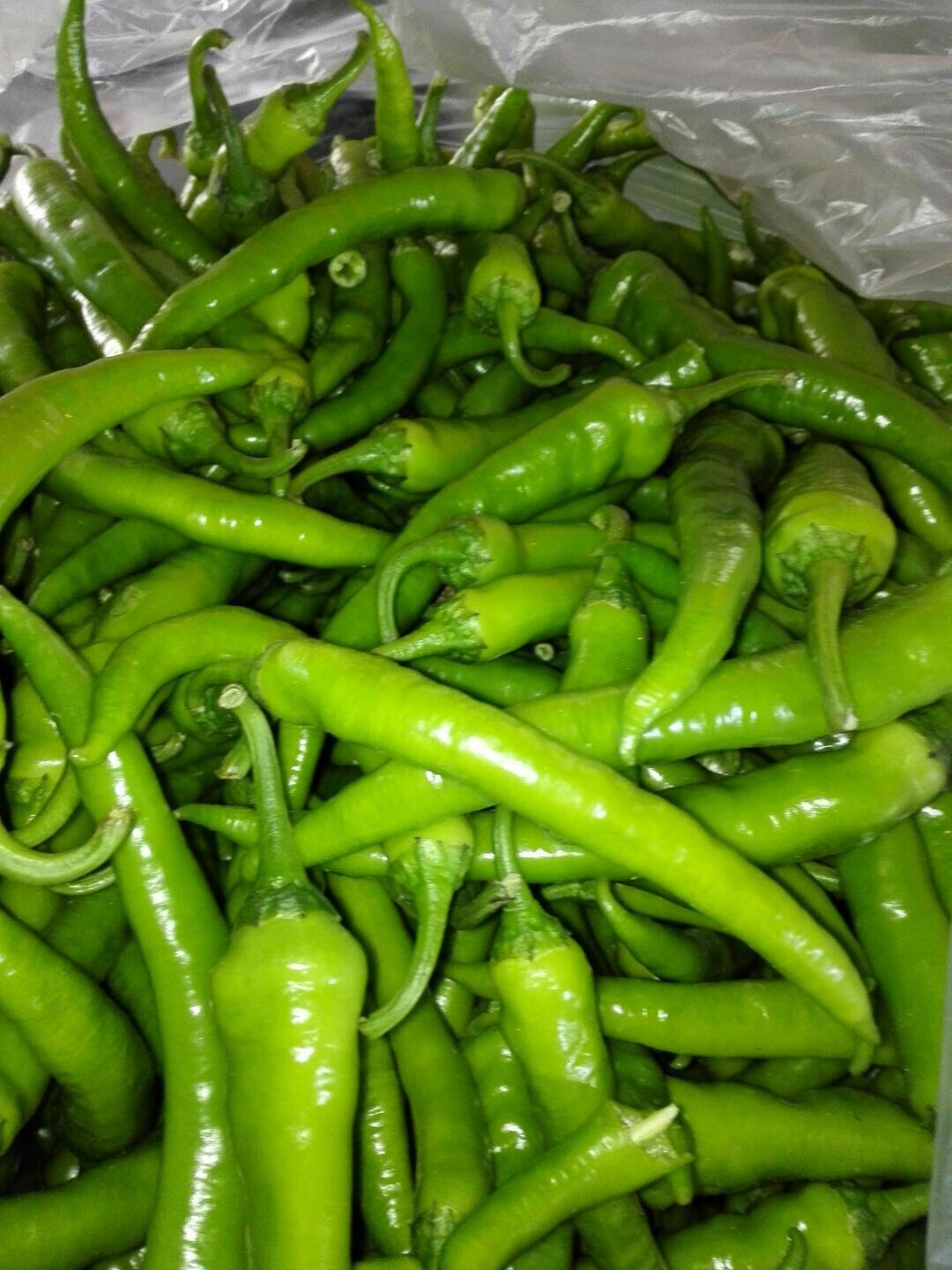 新鲜杭椒青椒尖椒 线椒4斤装新鲜蔬菜自种辣度较辣炒肉很香包邮