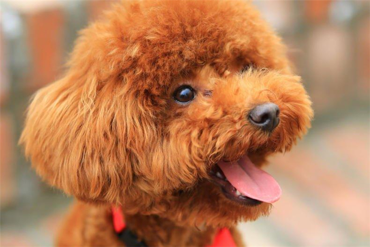 狗狗的叫声有3种含义,你知道吗?16
