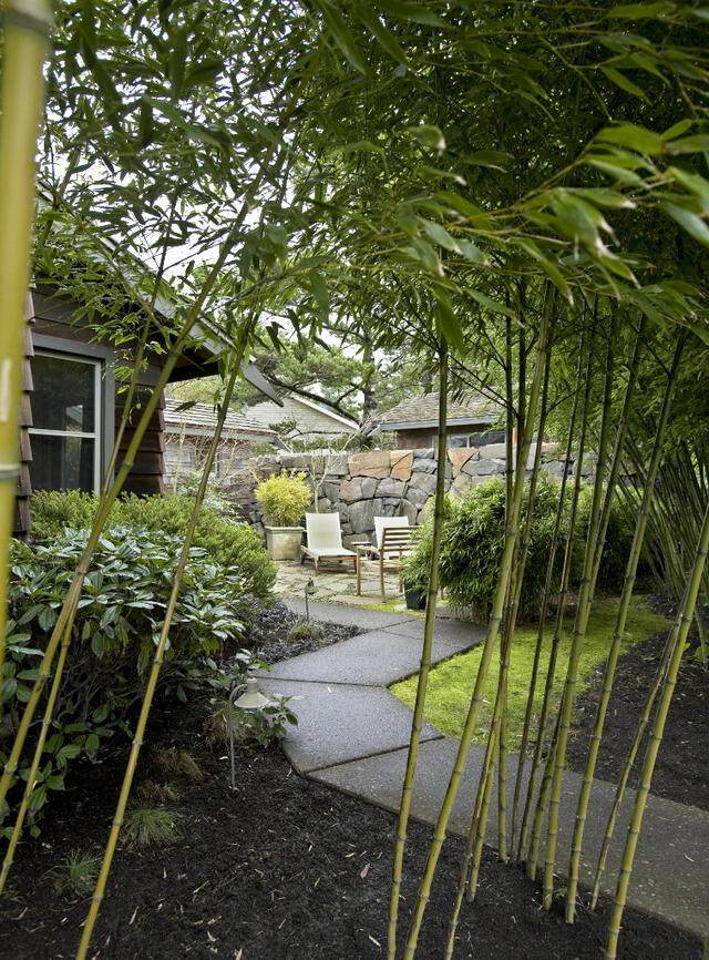 照着农村自建房在院子种排竹子很有品位