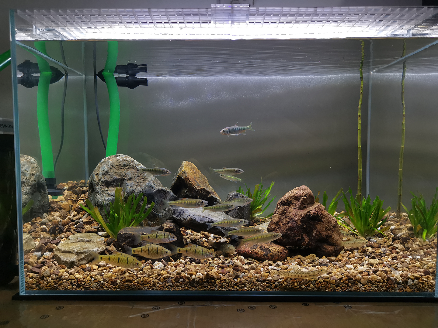 原生缸603540小溪杂鱼开缸20天小记