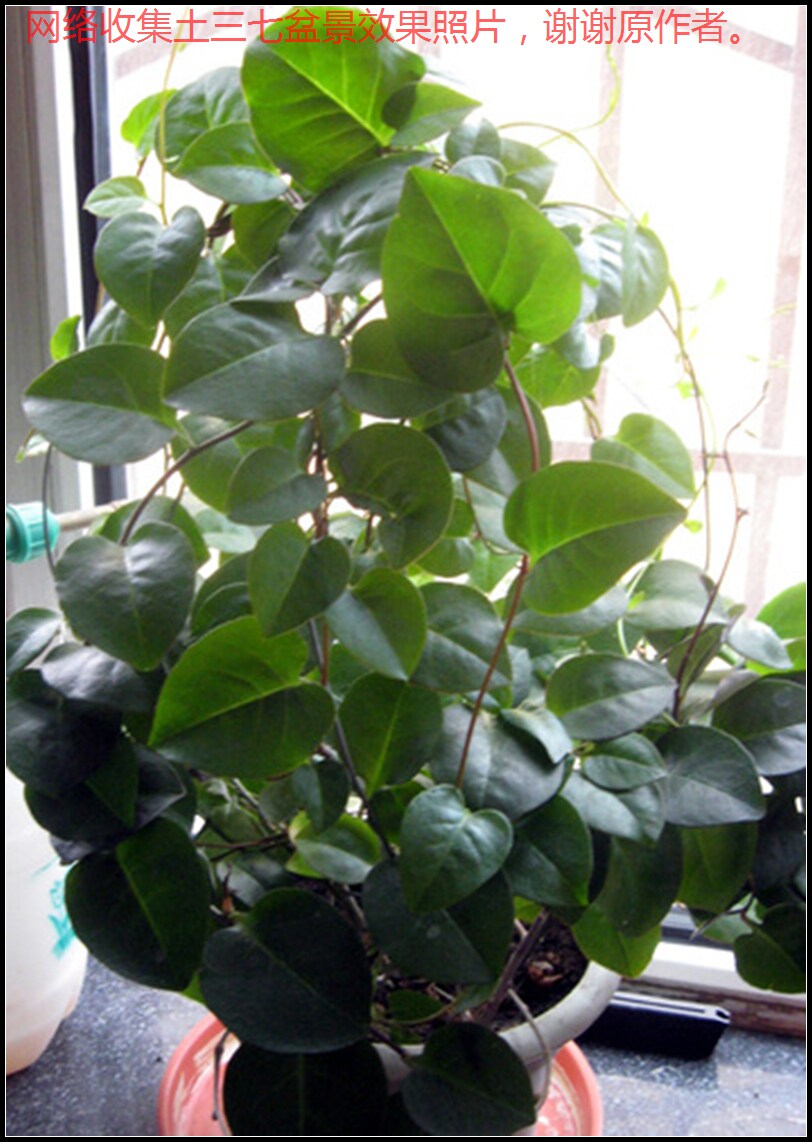 藤三七土三七川七种球种子花卉绿植盆栽攀缘爬藤植物盆景