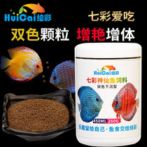 Painted colorful angelfish feed small particles of fish food instead of beef heart burger red worm tropical swallow small fish food