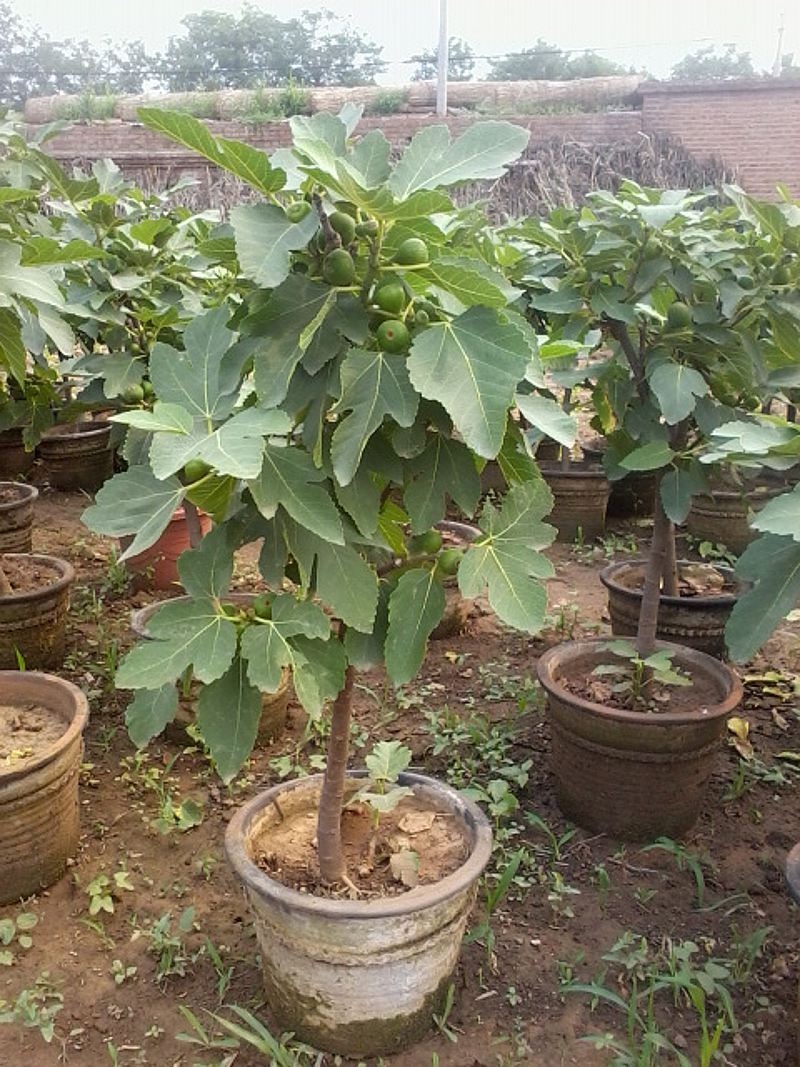 无花果树苗盆栽地栽南方北方种植当年结果四季阳台庭院绿植包邮_7折