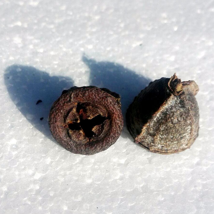 云南贡山产一口钟扣子七洋草果