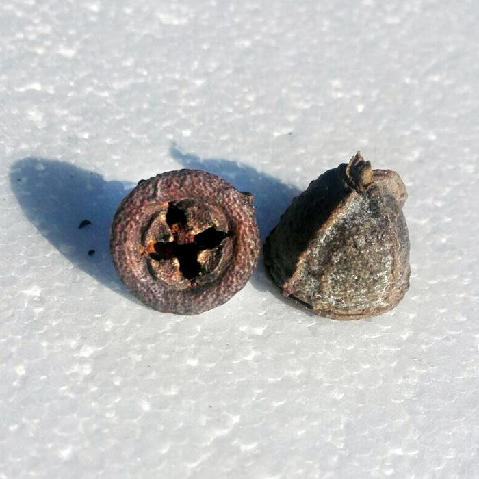 云南贡山产一口钟扣子七洋草果