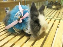 Pet clothes for the clothes of the rabbit.