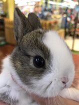 # Special #100 yuan pet rabbit cute rabbit Beijing super large physical store 13 years old shop