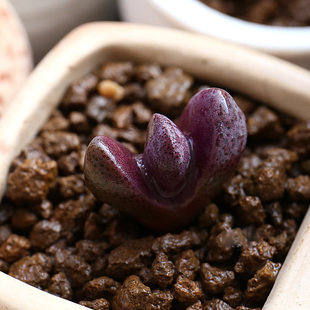 满包邮 番杏科 多肉植物 红帝玉 2cm