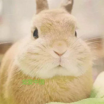 Dwarf Rabbit import pedigg generation of second-generation double pedigg small deer yellow clove Mountain cat Xiaoxi Siam Siam Egg White Milk Tea