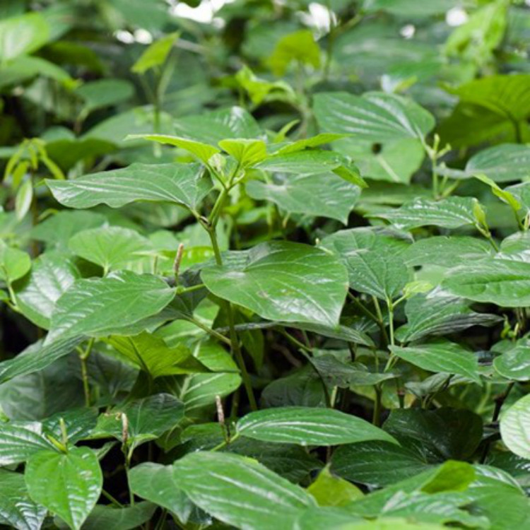 寿宁特产野生假蒟叶哈蒟 酿苦瓜 假蒌猪拨菜 巴岩香50克新货特价