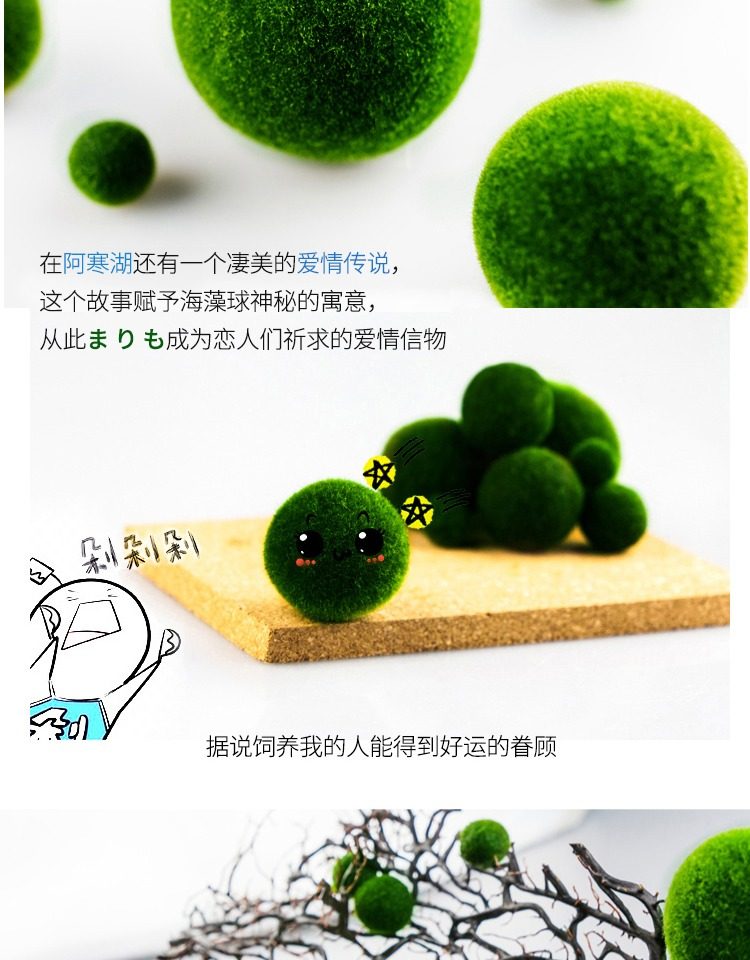 买一送一marimo海藻球旅行元气装迷你植物玻璃瓶许愿瓶生日礼物_双氙