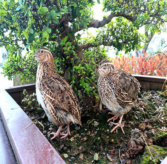 特价8元一只黄羽产蛋青年鹌鹑活体产蛋鸟宠物鸟6只包邮 江浙沪量