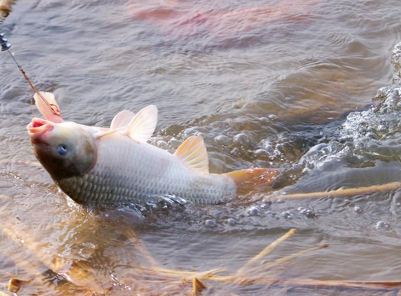 野生和养殖鲤鱼的作钓差异,搞懂了再出手